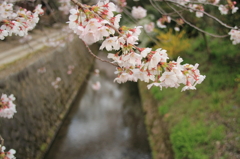哲学の桜４