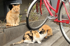 京都は猫がよく似合う