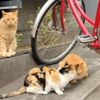 京都は猫がよく似合う