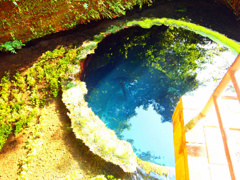柿田川湧水群　湧き口大　その２