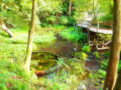 柿田川湧水群　通路
