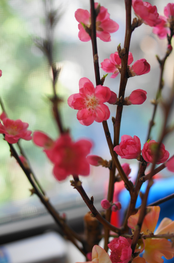 ひなまつり　桃の花