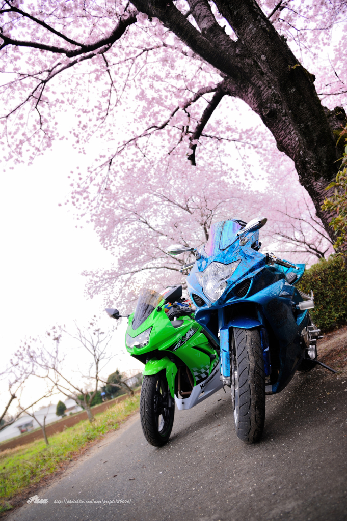 お花見ツーリング