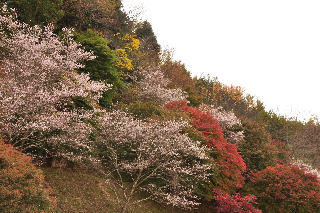 桜と紅葉