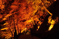 秋の灯
