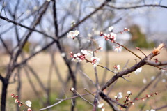 桜はまだかいな。