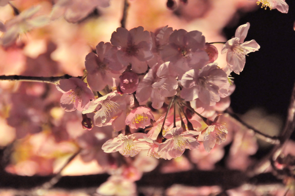 夜桜ドン　　