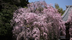 枝垂桜がきれいなお寺