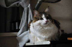 猫