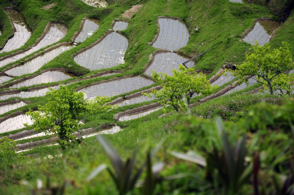 円形棚田場