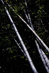 鋼の竹
