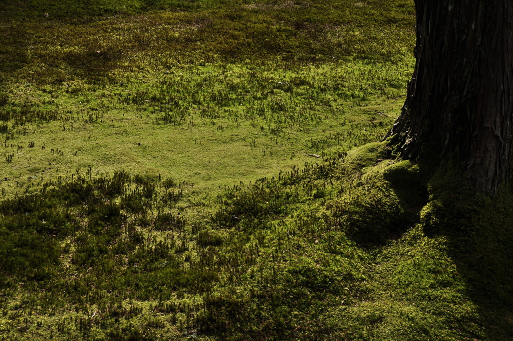 太古の森のジオラマ