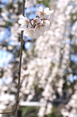 醍醐寺の桜一