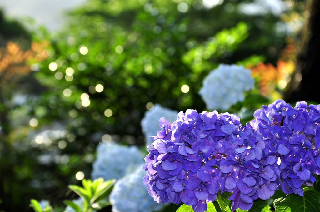 夏空の紫陽花