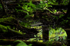 アベコベForest