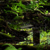 アベコベForest