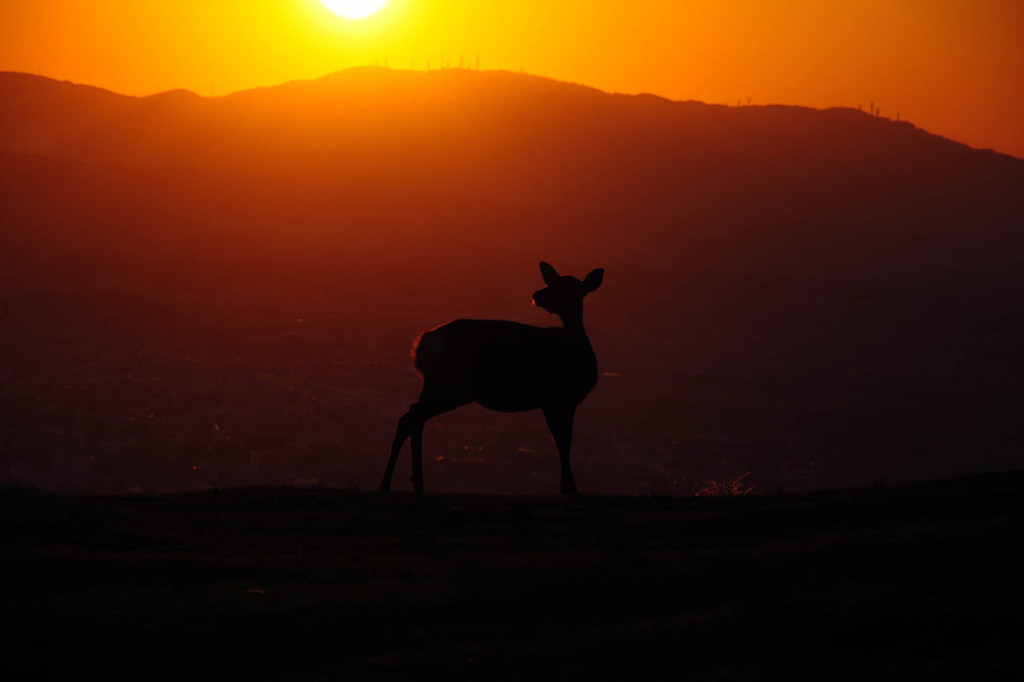 Under The Red Sun