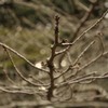 枝の巣