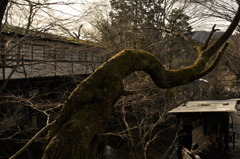 朱色にこんがらがって