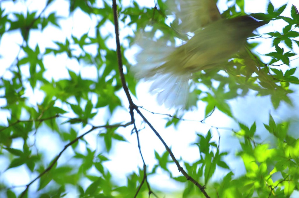 Go Bird !