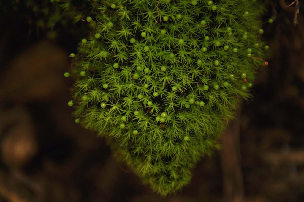 パーフェクト植物