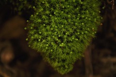 パーフェクト植物