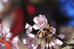 醍醐寺の桜六