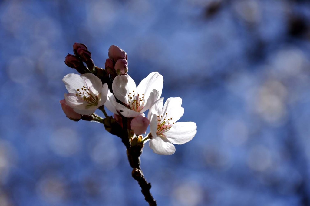 醍醐寺の桜二