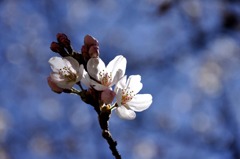 醍醐寺の桜二