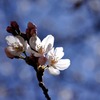 醍醐寺の桜二