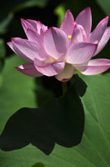 Lotus Flower