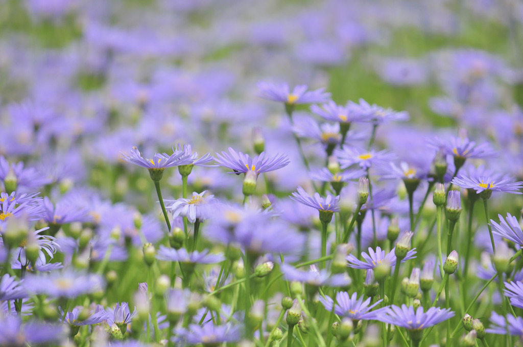 北山友禅菊