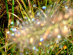 星屑の草