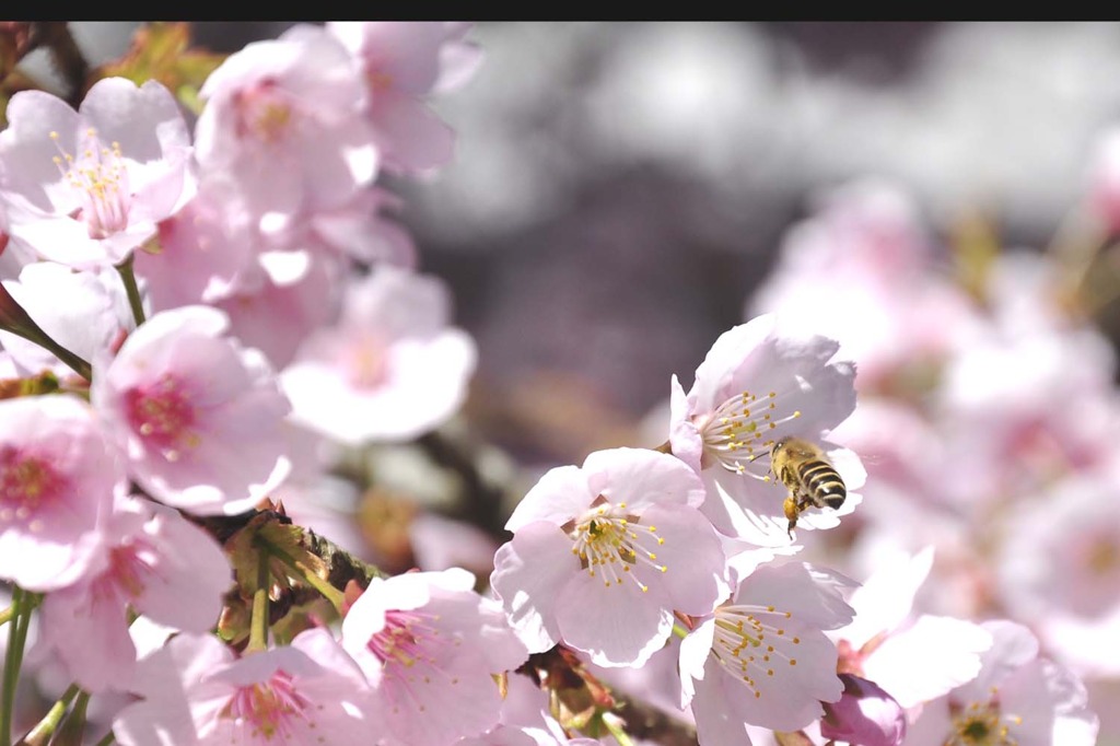 醍醐寺の桜四