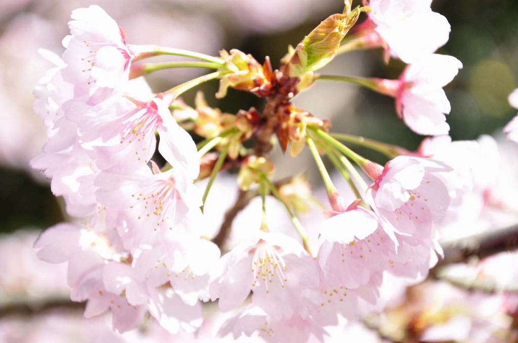 醍醐寺の桜七