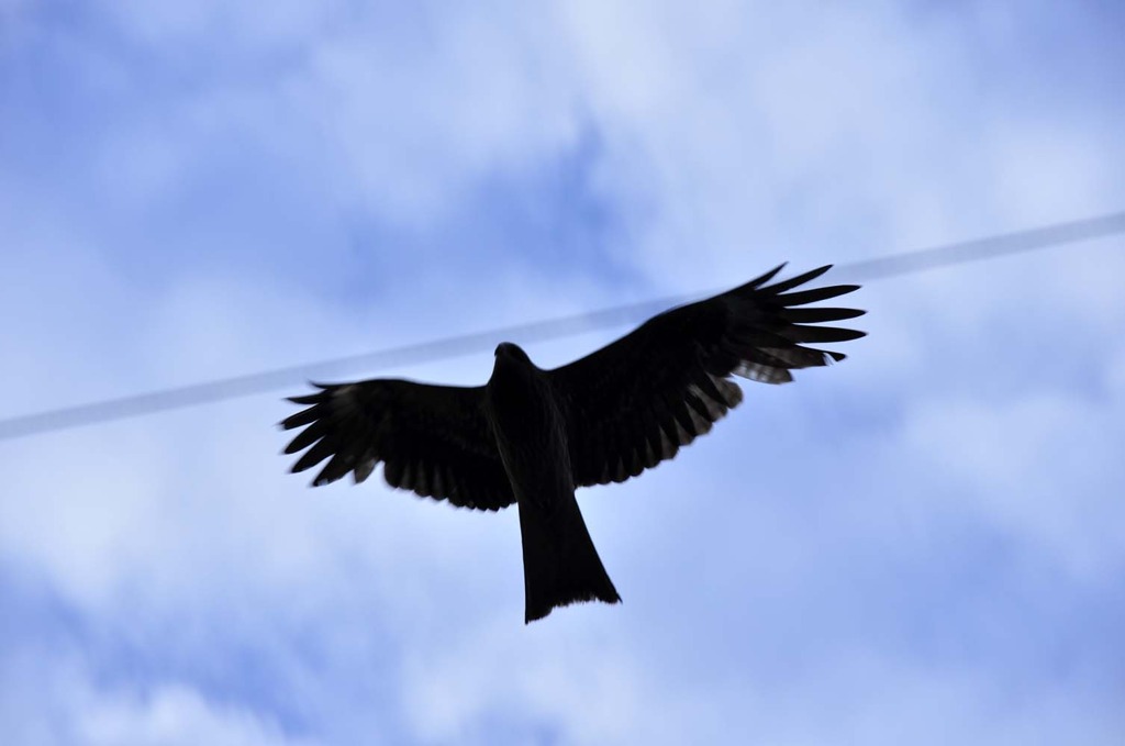 bird