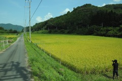 山間の米平原