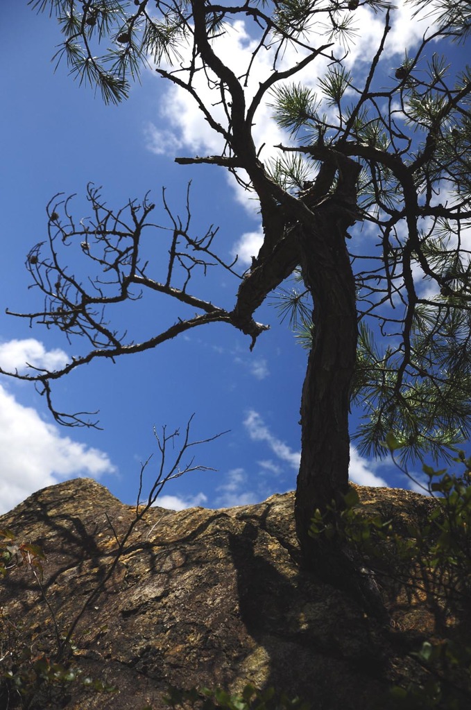 Dancing Tree