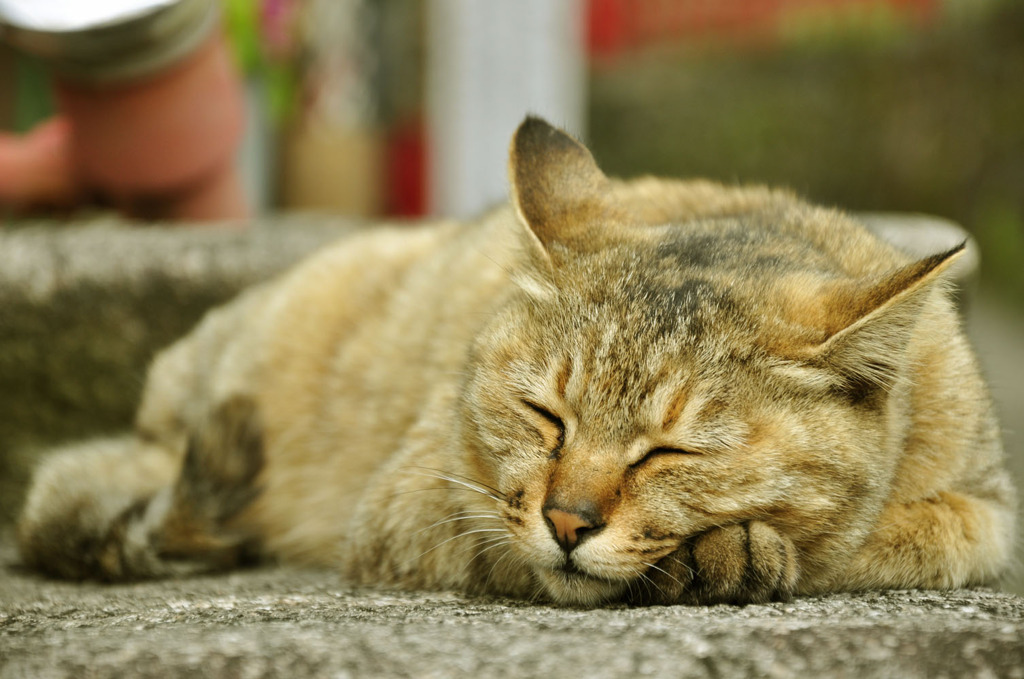 寝ん猫