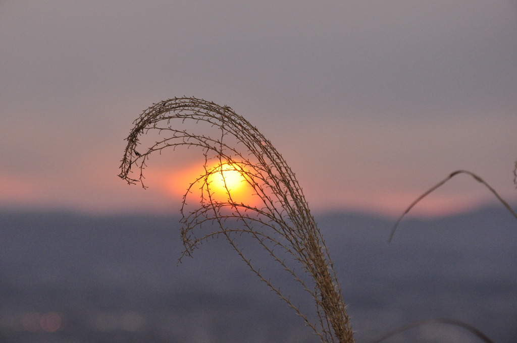 夕日を掴む