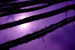 紫の黄砂
