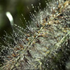 Micro Drops