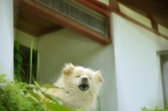 わさおと奈美悦子