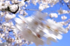 醍醐寺の桜九