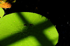 Lotus Cross
