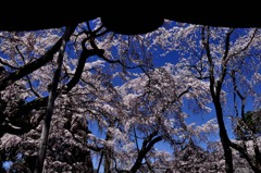 醍醐寺の桜三