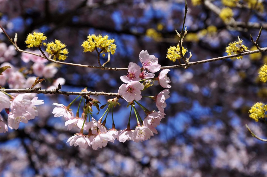 醍醐寺の桜五