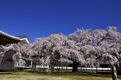 醍醐寺の桜十