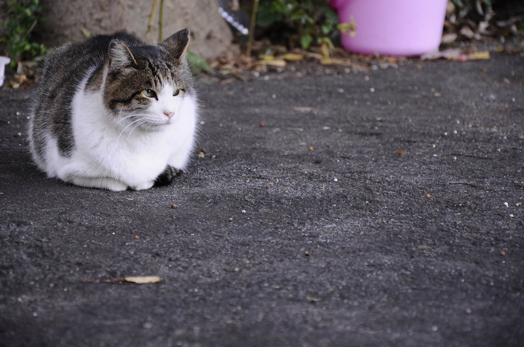 まるまるねこねこ