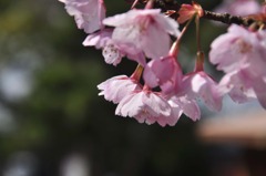 早咲きの桜